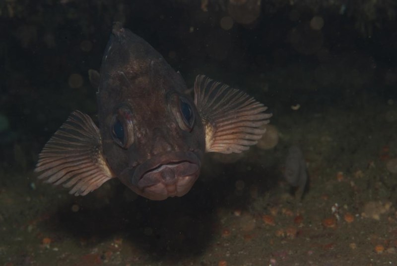 Cape redfish, , Sebastes capensis