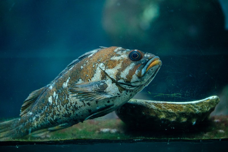 Gopher rockfish, Gopher Rockfish, Roundhead Rockfish, Sebastes carnatus