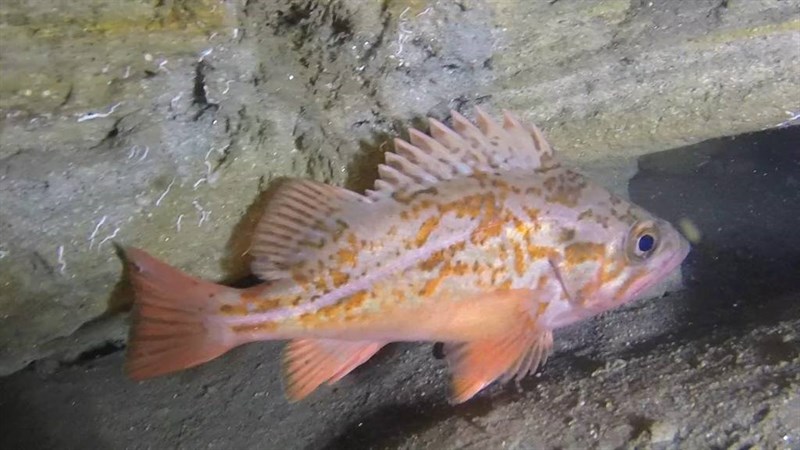 Vermilion rockfish, Vermilion Rockfish, Sebastes miniatus