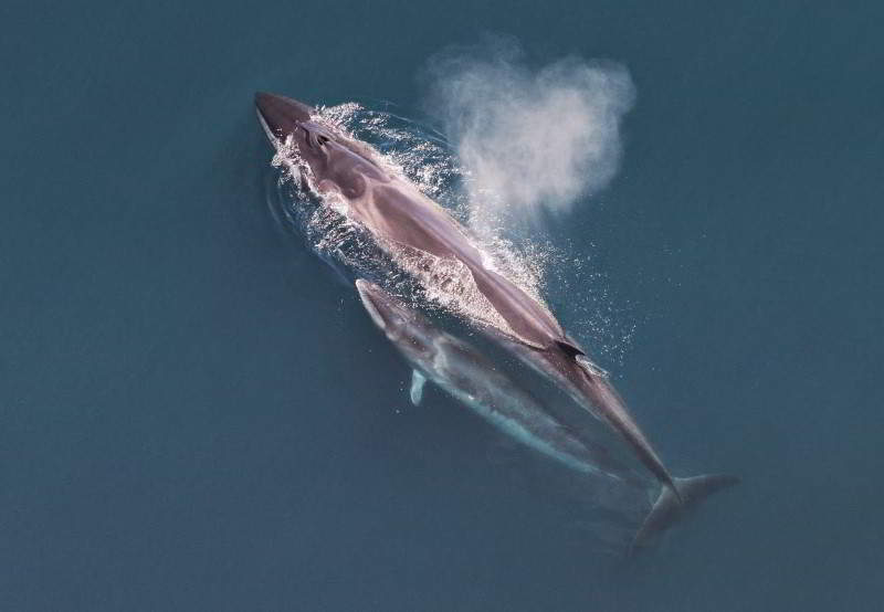 Seiwal-Balaenoptera-borealis-Teneriffa-Walarten-Kanaren-Wale-Kanarische-Inseln-Gran-Canaria-Fuerteventura-Whalewatching-Lanzarote-La-Palma-Gomera-El-Hierro