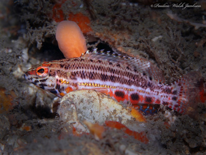 Lantern bass, Lantern Bass, Serranus baldwini