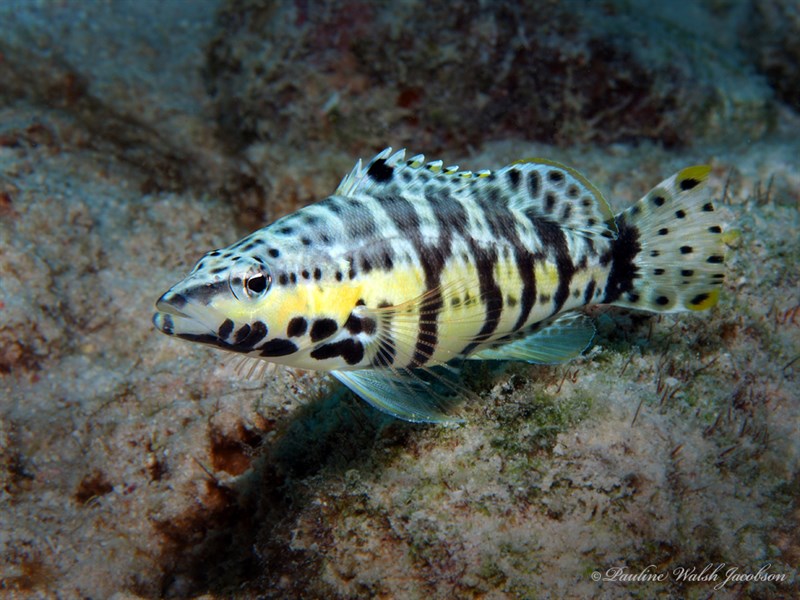 Harlequin bass, Harlequin Bass, Serranus tigrinus