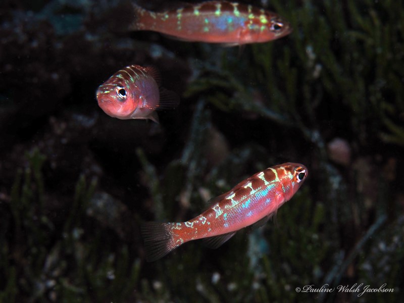 Chalk bass, Chalk Bass, Serranus tortugarum