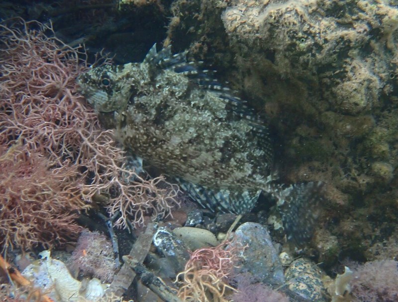 Dusky spinefoot, Dusky Spinefoot - Siganus luridus, Siganus luridus