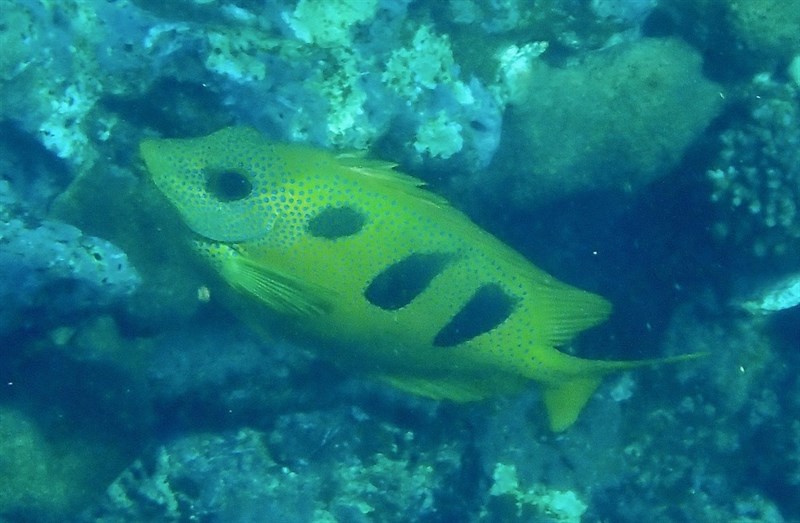 Threeblotched rabbitfish, Threeblotch Rabbitfish, Threeblotch Spinefoot, Threeblotched Rabbitfish, Three-blotched Spinefoot, Three-spot Rabbitfish, Threespot Spinefoot, Siganus trispilos