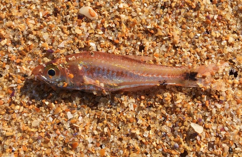 Wood's siphonfish, Little Siphonfish, Woods Siphon Fish, Wood's Siphon-fish, Siphamia cephalotes