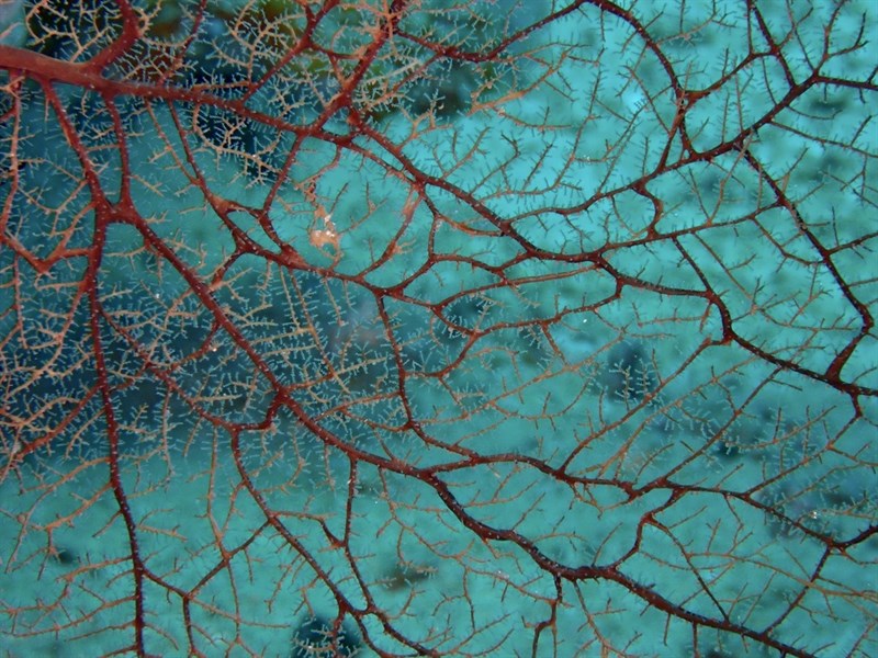 , Sea Fan Hydroid, Solanderia secunda