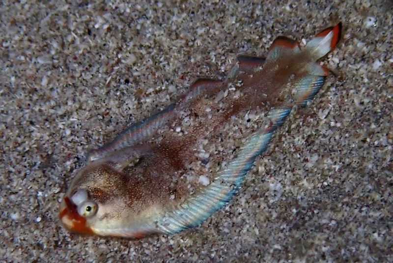 , Soleichthys dori