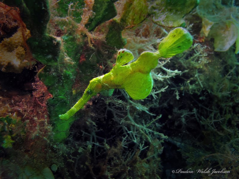 Halimeda ghostpipefish, Ghost Pipefishes, Halimeda Ghost Pipefish, Solenostomus halimeda