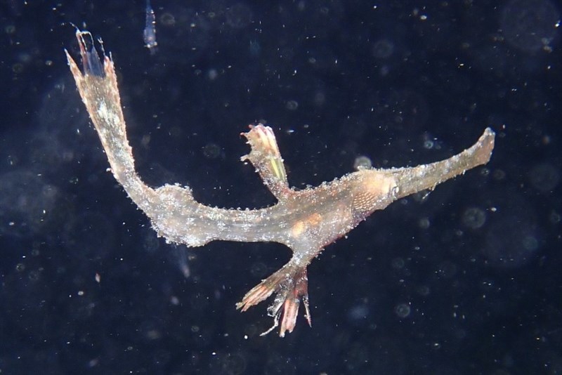 Delicate ghostpipefish, Delicate Ghostpipefish, Delicate Ghost Pipefish, Thin Ghost Pipefish, Solenostomus leptosoma