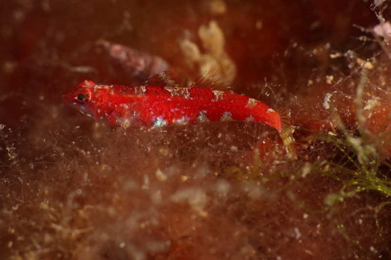 Grotto goby, Grotto Goby - Speleogobius trigloides, Speleogobius trigloides