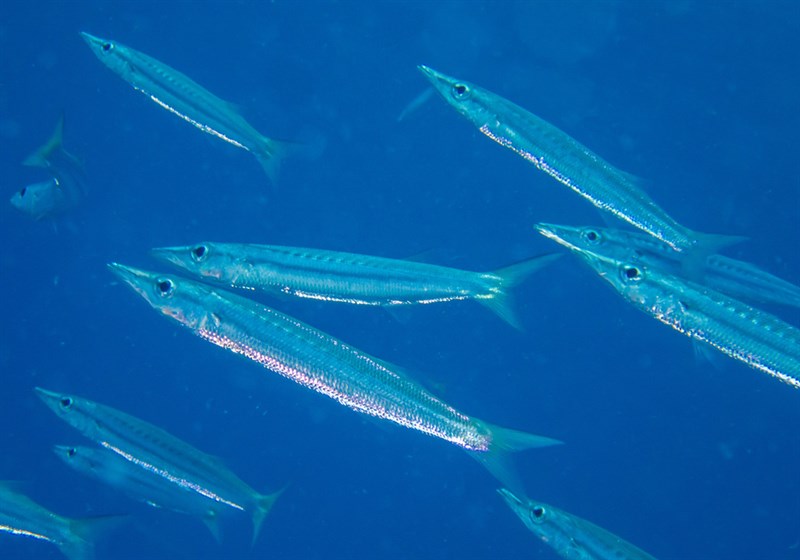 Yellowtail barracuda, Yellowtail Barracuda, Sphyraena flavicauda