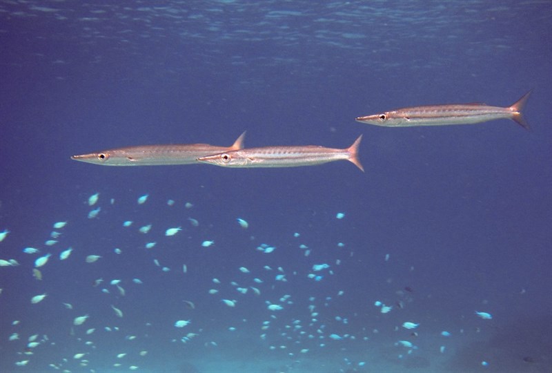 Heller's barracuda, Heller's Barracuda, Sphyraena helleri