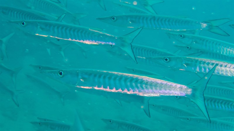 Sawtooth barracuda, Sawtooth Barracuda, Sphyraena putnamae