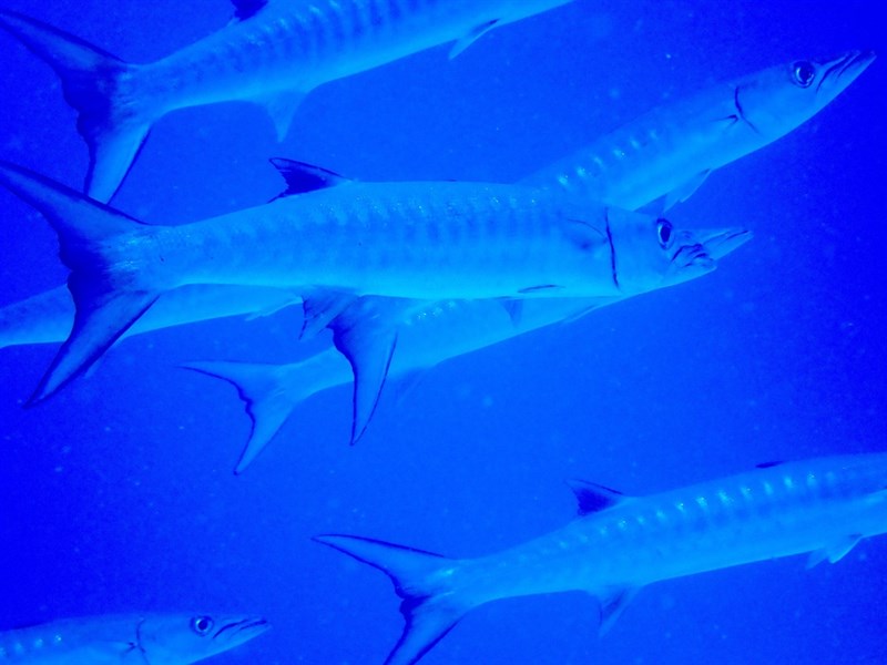 Blackfin barracuda, Blackfin Barracuda, Sphyraena qenie