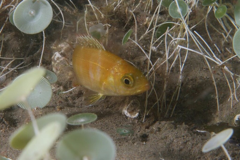 Black seabream, Black Seabream - Spondyliosoma cantharus, Spondyliosoma cantharus