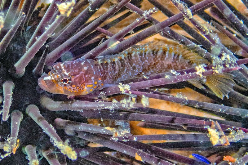 Checkered blenny, , Starksia ocellata