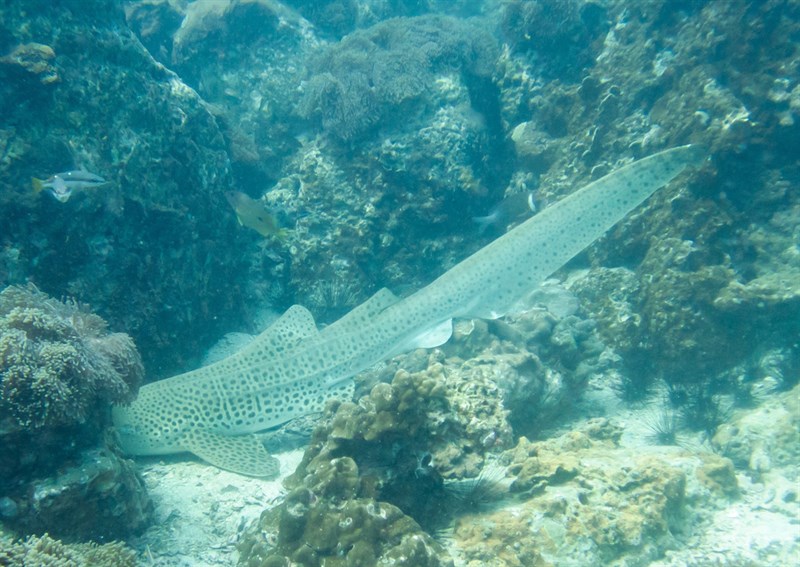 Zebra shark, Zebra Shark, Stegostoma tigrinum