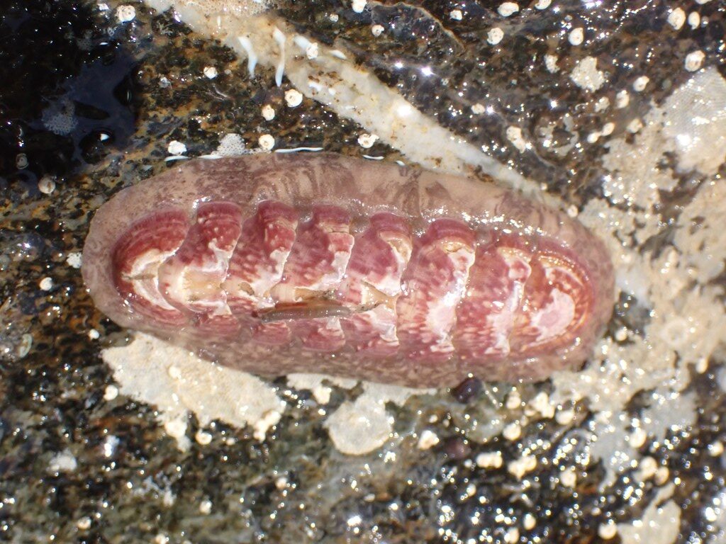 , Fallax Chiton, Rosy Slender Chiton, Stenoplax fallax