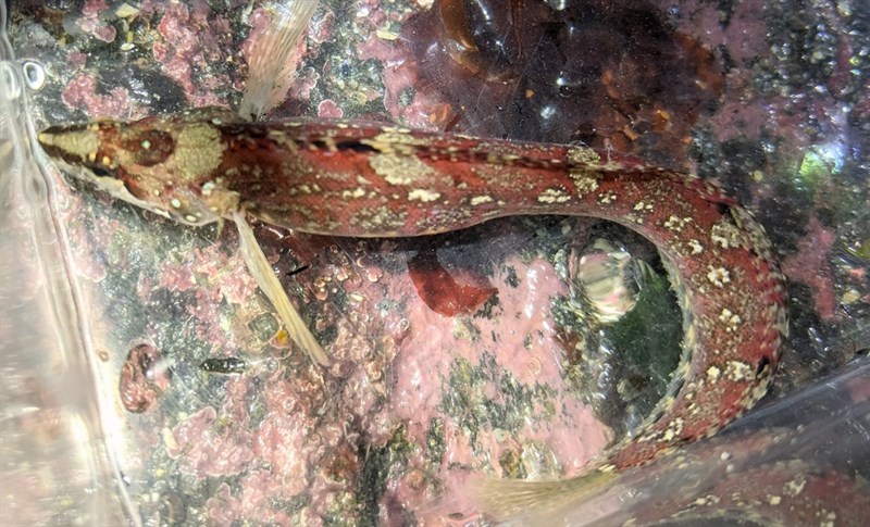 Arctic shanny, Arctic Shanny, Stichaeus punctatus