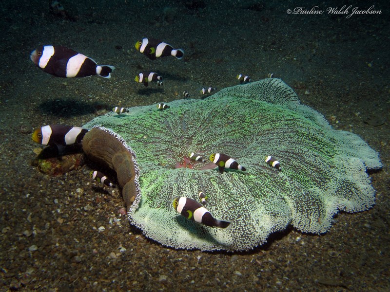 , Sea Aemone, Stichodactyla haddoni