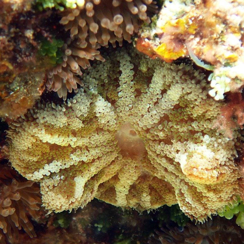 , Mini Carpet Anemone, Stichodactyla tapetum