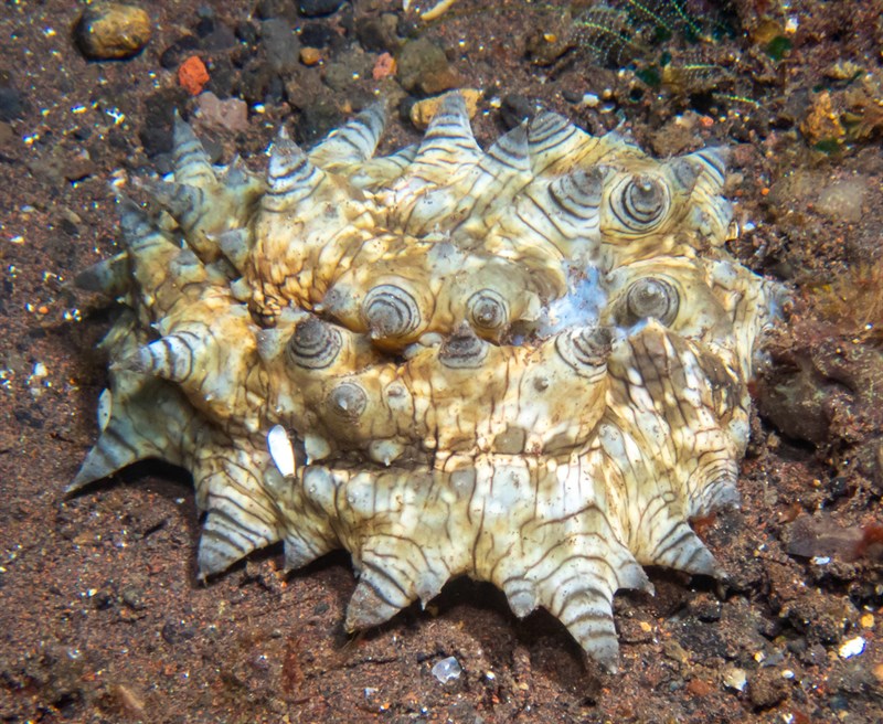 , Sea Cucumber, Stichopus monotuberculatus