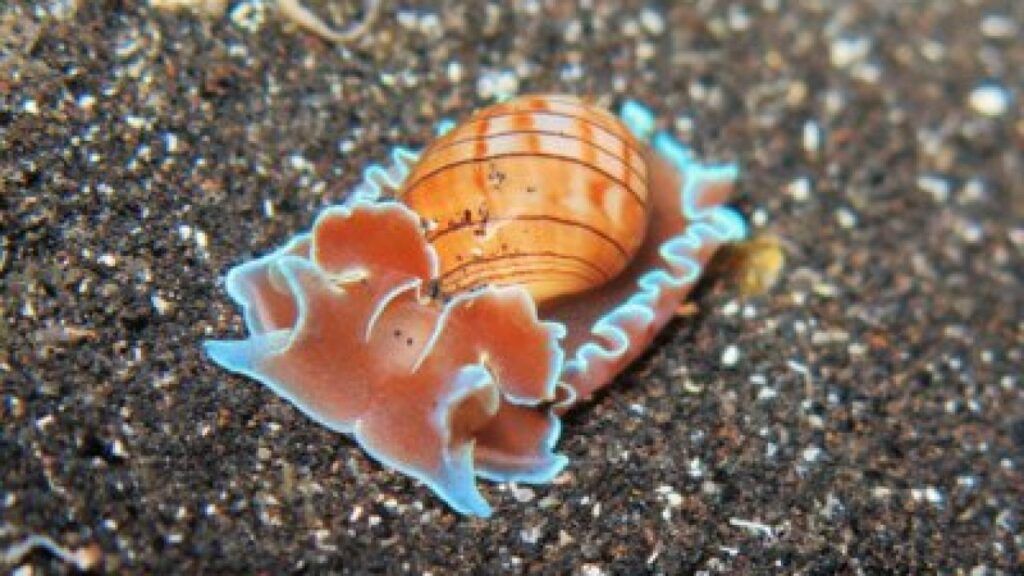 Gestreifte Papierblasenschnecke - Hydatina physis