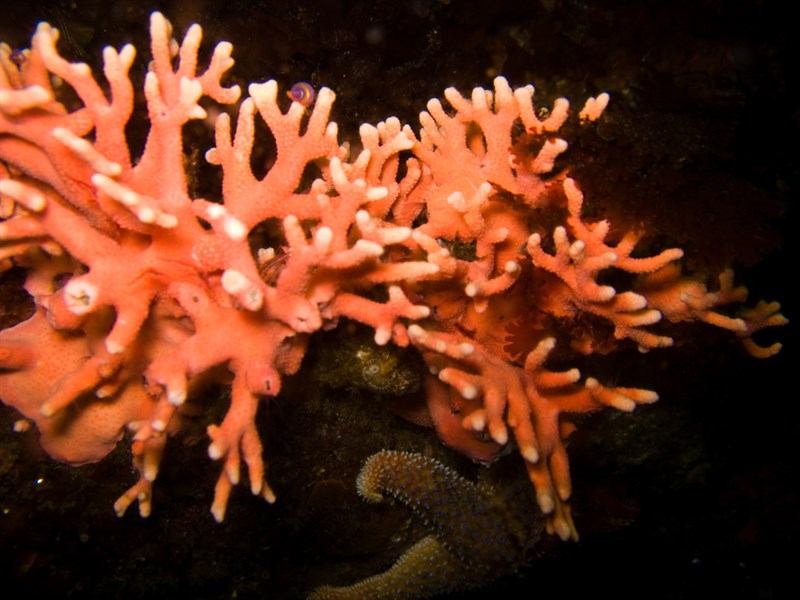 , California Hydrocoral, Stylaster californicus