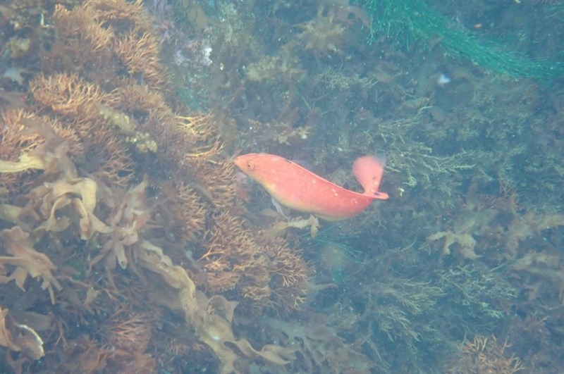 , Tristan Rainbow Wrasse - Suezichthys ornatus, Suezichthys ornatus