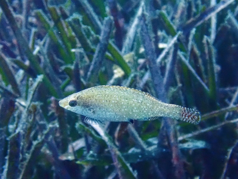 Grey wrasse, Grey Wrasse, Symphodus cinereus