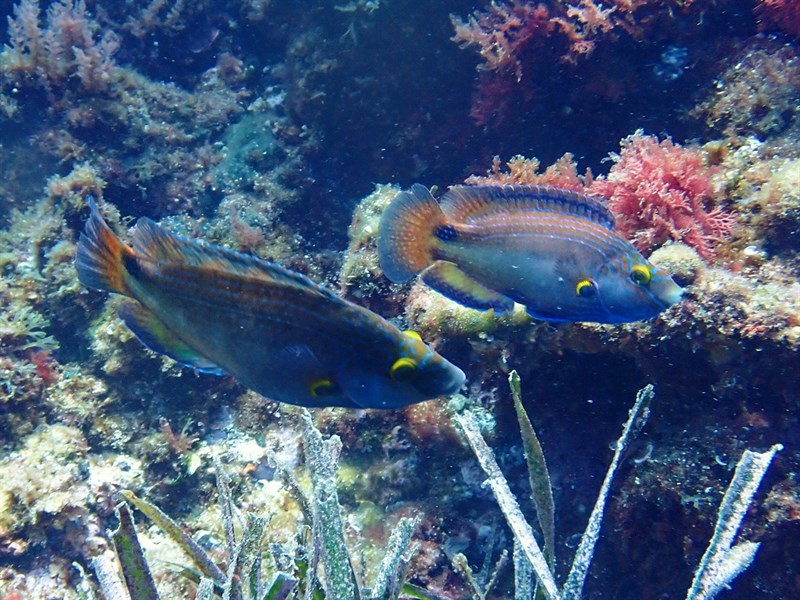 Axillary wrasse, Axillary Wrasse, Symphodus mediterraneus