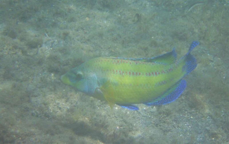 East Atlantic peacock wrasse, East Atlantic Peacock Wrasse, Peacock Wrasse - Symphodus tinca, Symphodus tinca