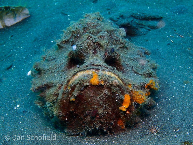 Estuarine stonefish, Estuarine Stonefish, Synanceia horrida