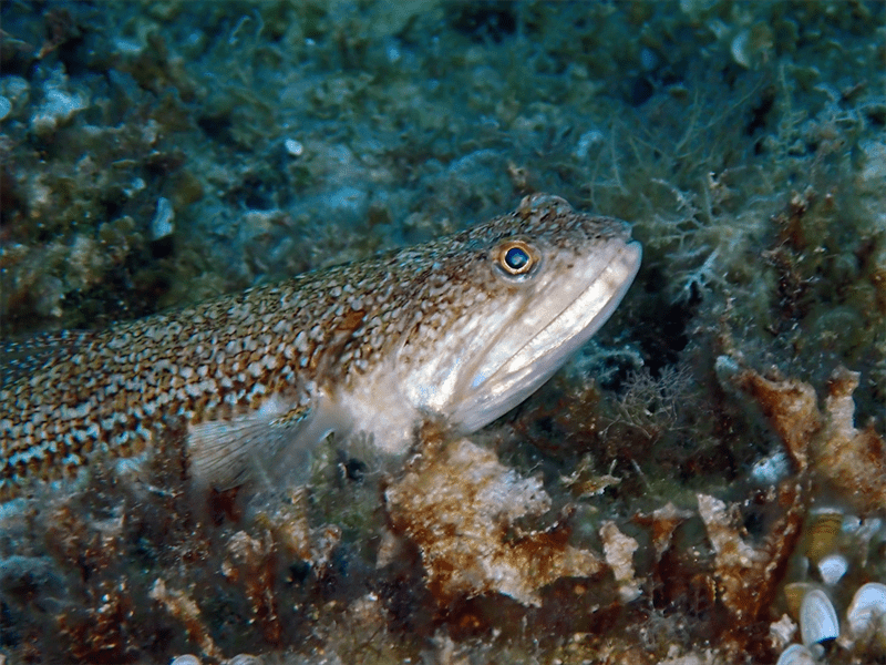 Atlantic lizardfish, Atlantic Lizardfish, Synodus saurus