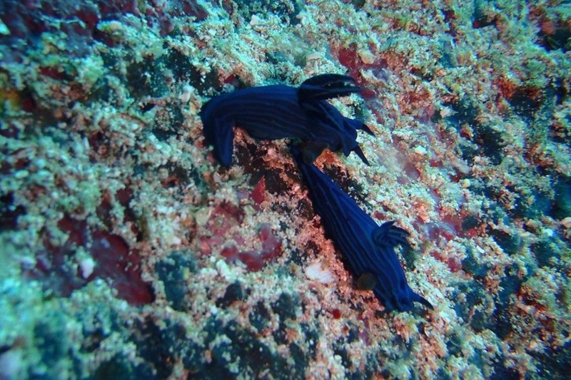 , Nudibranch, Tambja mullineri