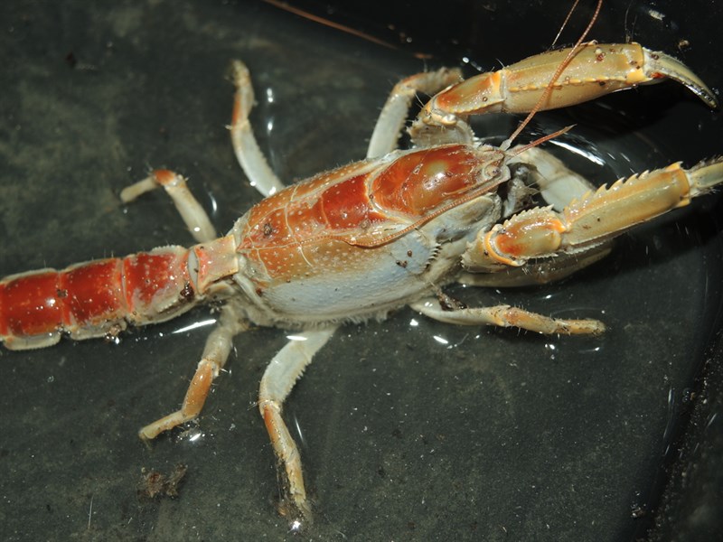 , Scorpion Mud Lobster,mud Lobster - Thalassina anomala, Thalassina anomala