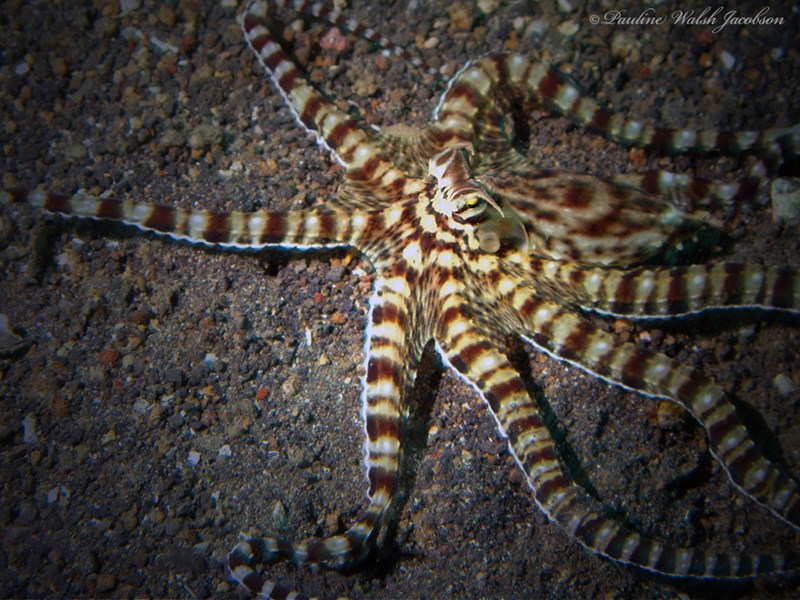 , Mimic Octopus, Thaumoctopus mimicus