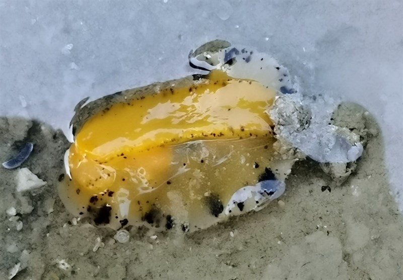 , Nudibranch - Thordisa villosa, Thordisa villosa