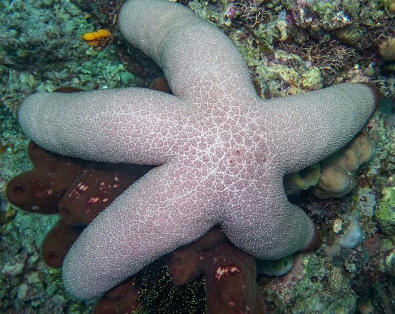 , Catala's  Sea Star, Heavy Starfish, Thromidia catalai