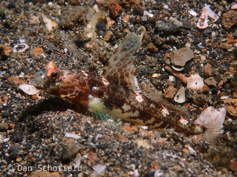 Fan shrimp-goby, Fan Shrimp-goby - Tomiyamichthys latruncularius, Tomiyamichthys latruncularius