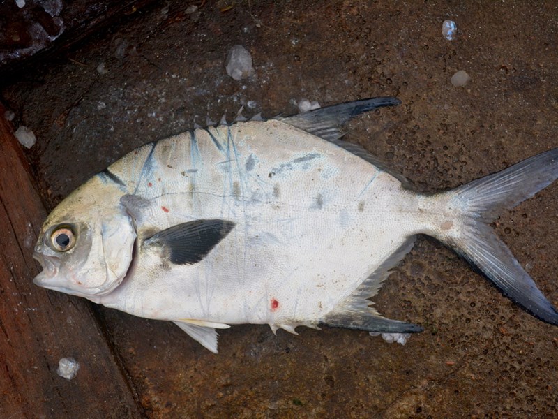 Plata pompano, Plata Pompano - Trachinotus marginatus, Trachinotus marginatus