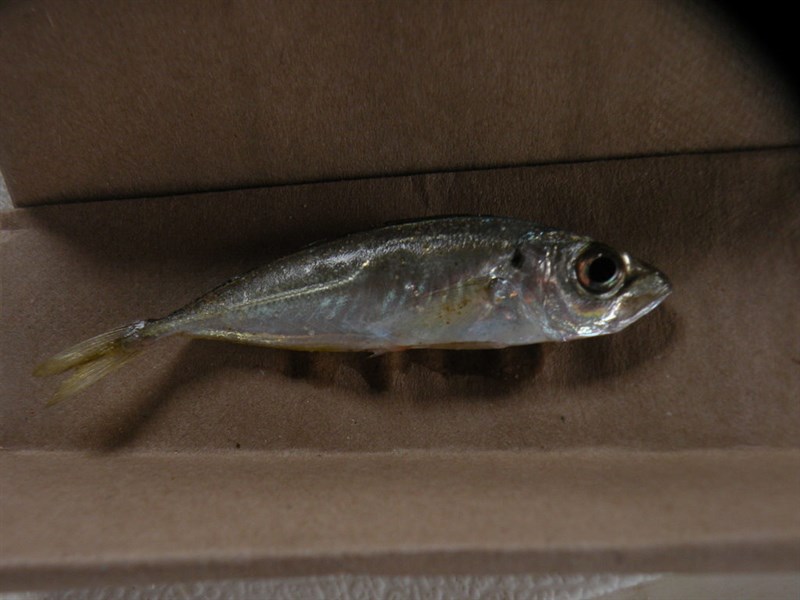 Rough scad, Trachurus lathami, Trachurus lathami