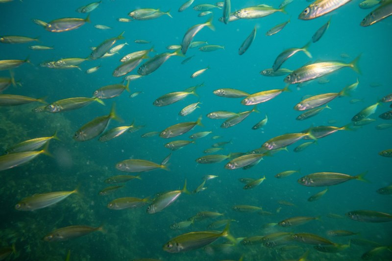 Atlantic horse mackerel, Atlantic Horse Mackerel, Trachurus trachurus