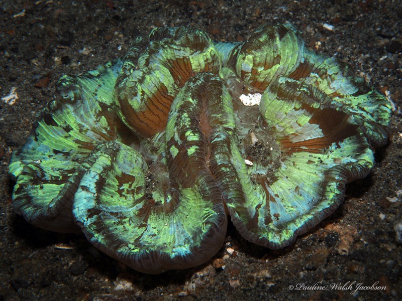 , Green Open Brain Coral, Trachyphyllia geoffroyi