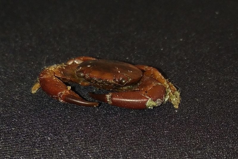 , Brown Guard Crab - Trapezia digitalis, Trapezia digitalis