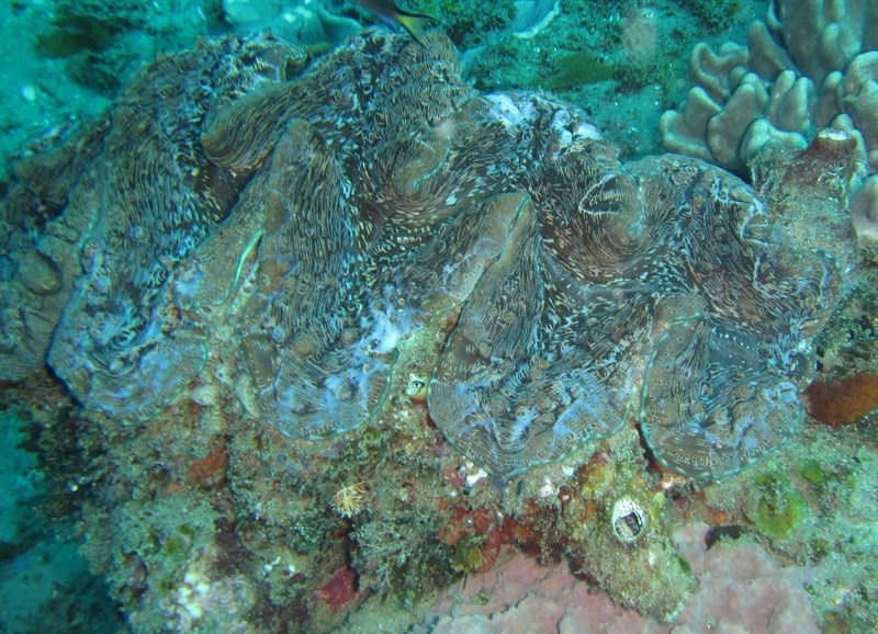 , Giant Clam, Tridacna elongatissima