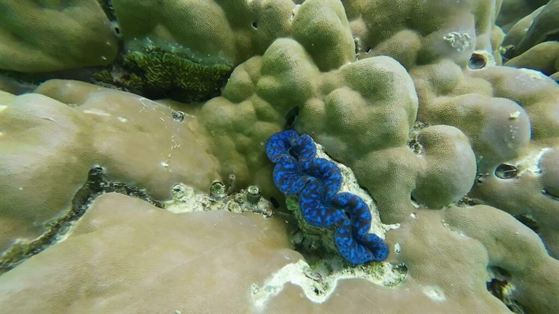 , Blue Maxima Clam, Small Giant Clam, Elongate Giant Clam, Tridacna maxima