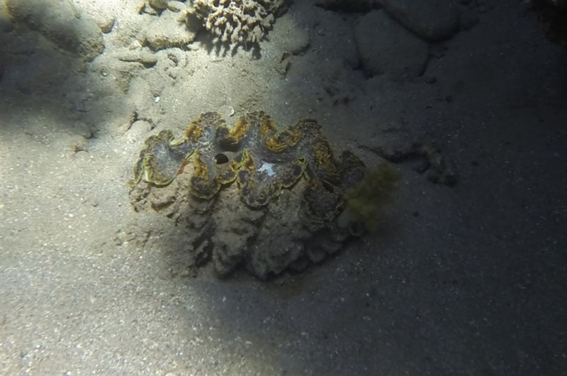 , Gigant Clam - Tridacna squamosina, Tridacna squamosina