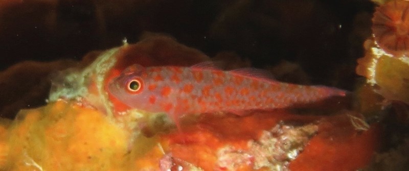 Grey-bearded pygmygoby, Greybearded Pygmy Goby, Trimma annosum